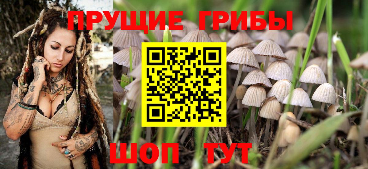Вольск  Галлюциногенные грибы Magic Shrooms  Галлюциногенные грибы Psilocybine cubensis  Вход с VPN 